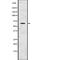 Protein Disulfide Isomerase Family A Member 2 antibody, abx217692, Abbexa, Western Blot image 