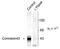 Connexin-43 antibody, TA309100, Origene, Western Blot image 