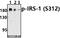 Insulin Receptor Substrate 1 antibody, A00268S312, Boster Biological Technology, Western Blot image 