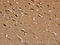 NADH:Ubiquinone Oxidoreductase Core Subunit S1 antibody, CSB-PA227378, Cusabio, Immunohistochemistry paraffin image 