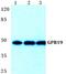 G Protein-Coupled Receptor 19 antibody, A14590-1, Boster Biological Technology, Western Blot image 