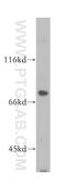 Mannosidase Alpha Class 1A Member 2 antibody, 14049-1-AP, Proteintech Group, Western Blot image 