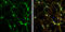 Syntaxin 4 antibody, GTX114806, GeneTex, Immunofluorescence image 