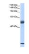 PHD Finger Protein 5A antibody, NBP1-57227, Novus Biologicals, Western Blot image 
