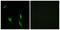 DCC Netrin 1 Receptor antibody, LS-C119543, Lifespan Biosciences, Immunofluorescence image 