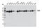 Stromal Interaction Molecule 1 antibody, 5668S, Cell Signaling Technology, Western Blot image 