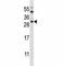 Proline-rich AKT1 substrate 1 antibody, F43688-0.4ML, NSJ Bioreagents, Immunohistochemistry paraffin image 