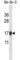 Cystatin B antibody, abx027992, Abbexa, Western Blot image 