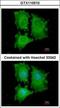 Eukaryotic Translation Initiation Factor 5A2 antibody, GTX110510, GeneTex, Immunocytochemistry image 