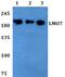 LIM Domain 7 antibody, A05712, Boster Biological Technology, Western Blot image 