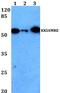 Cyclin Dependent Kinase Like 2 antibody, PA5-36209, Invitrogen Antibodies, Western Blot image 