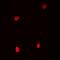 Coilin antibody, abx141338, Abbexa, Western Blot image 