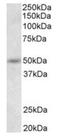 Synaptotagmin 9 antibody, orb12323, Biorbyt, Western Blot image 