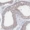 TPR repeat-containing protein C10orf93 antibody, HPA037786, Atlas Antibodies, Immunohistochemistry frozen image 