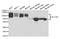 Solute Carrier Family 3 Member 2 antibody, A5702, ABclonal Technology, Western Blot image 