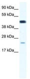 Transcription Factor 7 antibody, TA338240, Origene, Western Blot image 