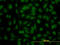 YY1 Transcription Factor antibody, LS-B5550, Lifespan Biosciences, Immunofluorescence image 