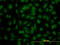 Transcriptional repressor protein YY1 antibody, LS-B5550, Lifespan Biosciences, Immunofluorescence image 