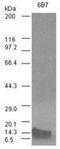 Bone Morphogenetic Protein 4 antibody, ADI-905-834-100, Enzo Life Sciences, Western Blot image 