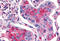 Frizzled Class Receptor 2 antibody, MBS244087, MyBioSource, Immunohistochemistry frozen image 