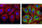 Tubulin Alpha 1b antibody, 5335P, Cell Signaling Technology, Immunofluorescence image 