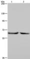 Kelch Like Family Member 2 antibody, PA5-50436, Invitrogen Antibodies, Western Blot image 