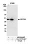 Cleavage Stimulation Factor Subunit 1 antibody, NB100-60443, Novus Biologicals, Western Blot image 