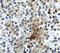 CD28 antibody, A00065, Boster Biological Technology, Immunohistochemistry paraffin image 
