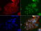 Indoleamine 2,3-Dioxygenase 1 antibody, LS-C796779, Lifespan Biosciences, Immunofluorescence image 