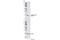 Cofilin 1 antibody, 3313L, Cell Signaling Technology, Western Blot image 