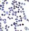Inositol Polyphosphate-4-Phosphatase Type II B antibody, A06336, Boster Biological Technology, Immunocytochemistry image 