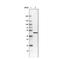 Tu Translation Elongation Factor, Mitochondrial antibody, NBP2-36753, Novus Biologicals, Western Blot image 