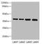 Transmembrane Protein 19 antibody, A63608-100, Epigentek, Western Blot image 