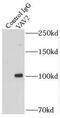 Vav Guanine Nucleotide Exchange Factor 2 antibody, FNab09378, FineTest, Immunoprecipitation image 