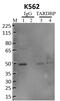 TAR DNA-binding protein 43 antibody, 711051, Invitrogen Antibodies, Immunoprecipitation image 