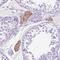 C1q And TNF Related 3 antibody, HPA064996, Atlas Antibodies, Immunohistochemistry frozen image 