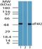 Eukaryotic Translation Initiation Factor 4A2 antibody, NBP2-24612, Novus Biologicals, Western Blot image 