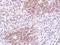 Autophagy Related 4D Cysteine Peptidase antibody, NBP1-33488, Novus Biologicals, Immunohistochemistry frozen image 