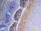 c-Kit antibody, AF1356, R&D Systems, Immunohistochemistry frozen image 