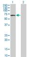 Kelch Domain Containing 4 antibody, H00054758-M02, Novus Biologicals, Western Blot image 