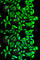 Heat Shock Protein 90 Alpha Family Class B Member 1 antibody, A1087, ABclonal Technology, Immunofluorescence image 