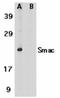 Diablo homolog, mitochondrial antibody, SP1308, Origene, Western Blot image 