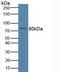 MPL Proto-Oncogene, Thrombopoietin Receptor antibody, LS-C295475, Lifespan Biosciences, Western Blot image 