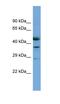 Layilin antibody, orb330708, Biorbyt, Western Blot image 