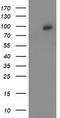 CUB Domain Containing Protein 1 antibody, TA502230BM, Origene, Western Blot image 