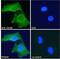 Galanin Receptor 2 antibody, 45-654, ProSci, Enzyme Linked Immunosorbent Assay image 