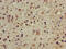 Chromodomain Y Like antibody, CSB-PA896685LA01HU, Cusabio, Immunohistochemistry frozen image 