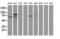 SAM And HD Domain Containing Deoxynucleoside Triphosphate Triphosphohydrolase 1 antibody, LS-C172455, Lifespan Biosciences, Western Blot image 