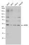 Apoptosis And Caspase Activation Inhibitor antibody, GTX116659, GeneTex, Western Blot image 
