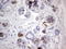 Angiotensin I Converting Enzyme 2 antibody, LS-C338929, Lifespan Biosciences, Immunohistochemistry paraffin image 